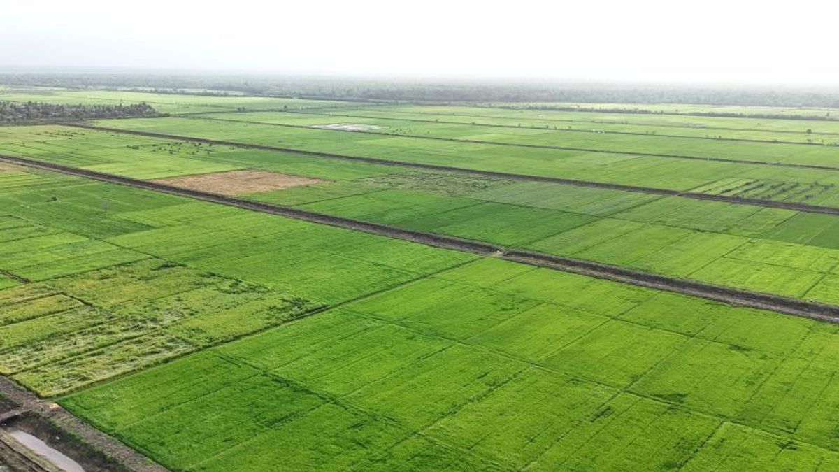 Ministry Of Agriculture Optimizes Acceleration Of Rice Plants In South Papua Using Modern Technology