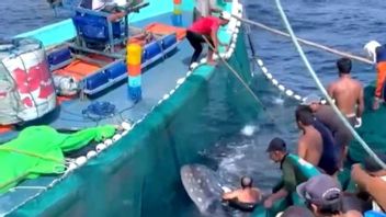 Nelayan di Sendang Biru Selamatkan Hiu Paus Terjebak Jaring Ikan