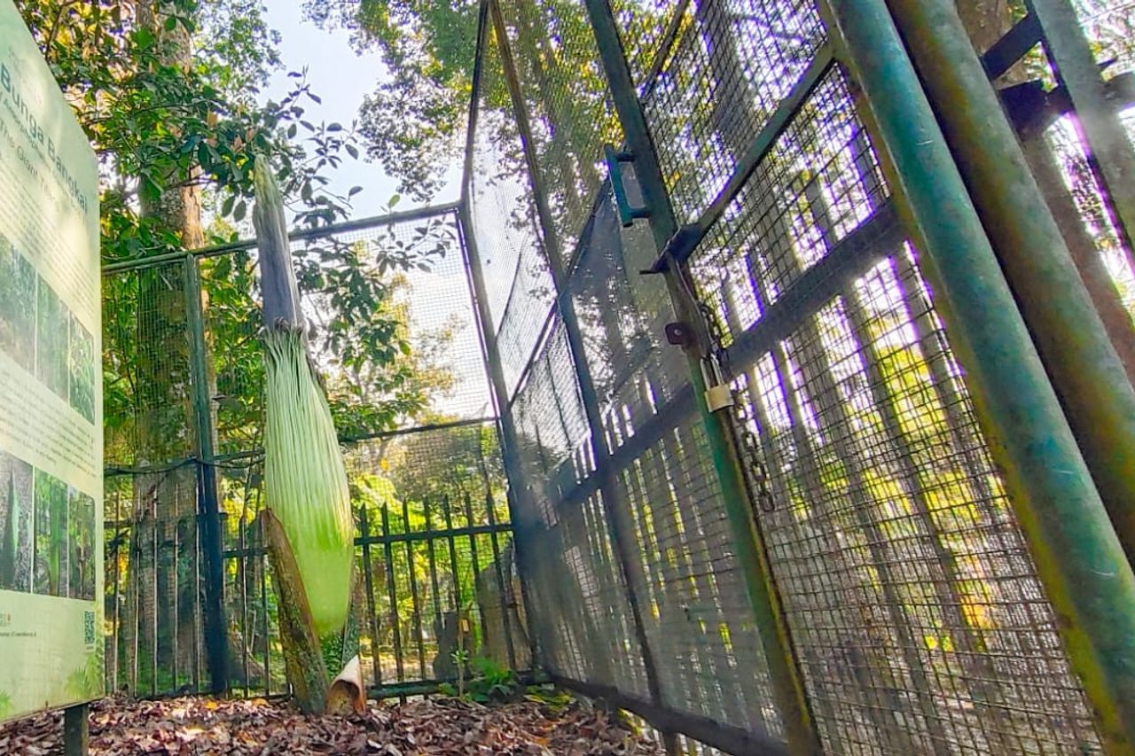 サイクル4年一度、チボダス植物園のバンカイフラワーが咲く