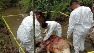 Seekor Gajah Sumatra Mati di Aceh Tenggara, BKSDA Selidiki Penyebabnya
