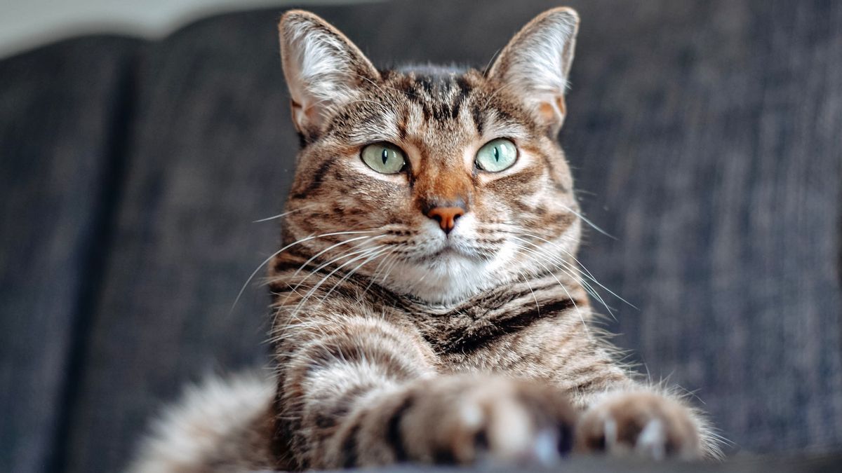 Hati-hati Kenca Cakar, Inilah 7 Tips Agar Lebih Disukai Kucing 