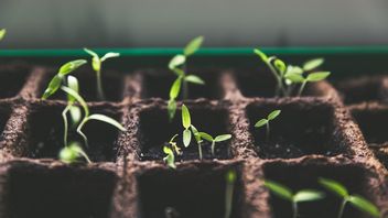 当心，观赏植物中水分过剩的这5个迹象