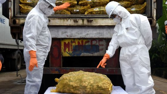 The Ministry Of Agriculture Destroys 108 Tons Of Imported Ginger Because It Still Contains Soil And Pests