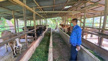 Four Cows In Payakumbuh Positive For FMD