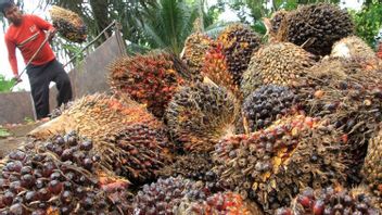 Ministry Of Industry: Downstream Palm Oil Industry Domestic Has Successfully Increased Added Value
