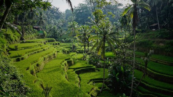 La Zone Verte, Le Nouveau Régime De Bali Pour Restaurer L’économie Et Le Tourisme