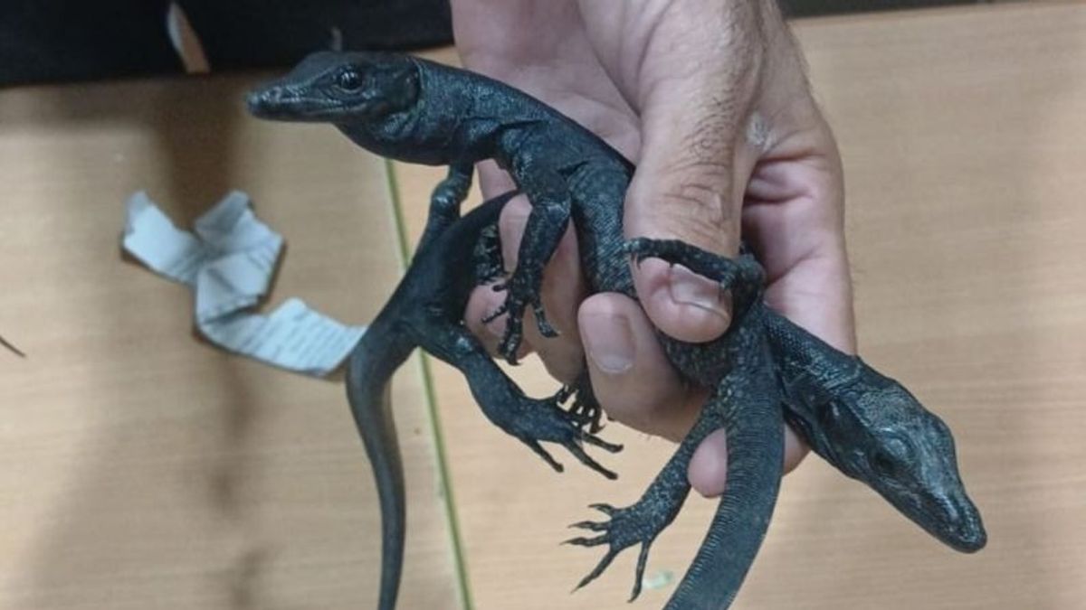 WN Mesir Ditangkap di Bandara Soetta karena Selundupkan Biawak dan Kadal