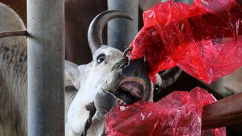 ケージの消毒農場の動物の口や爪の病気の広がりを防ぐ方法