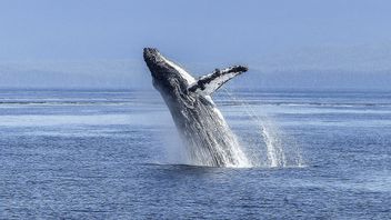 L’exploration Pétrolière Et Gazière Menace La Préservation Des Baleines Et Des Dauphins De Méditerranée