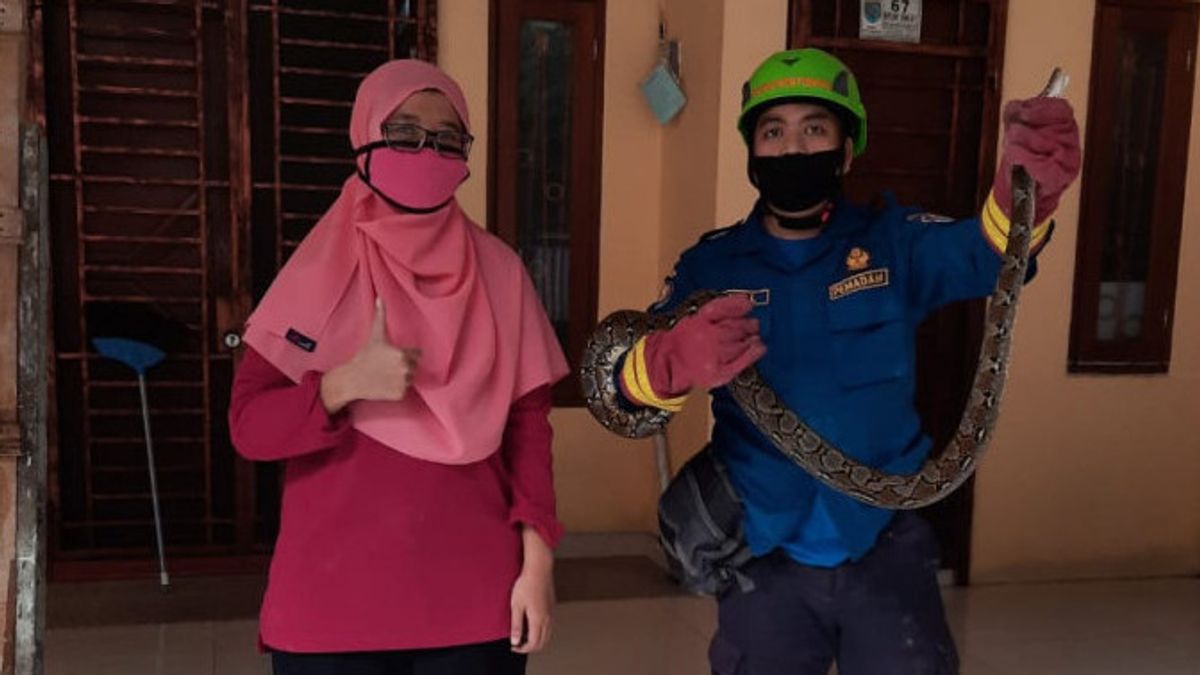 Depok Residents Should Be Alert, Last 3 Months Firefighters Evacuated 67 Snakes From Settlements, Most Pythons