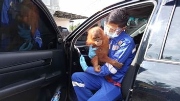 Had Became Children's Spectacle And Entertainment, Orang Utan Lost In Sultan Daulat Settlement, Aceh Evacuated