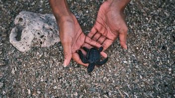 g: 4 000 piétons libérés sur l'île d'Agrangan pour conserver les tortues