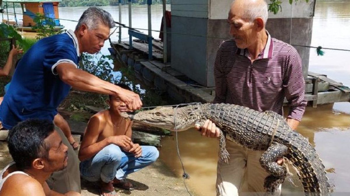 Residents Of Muara Bulian Batanghari Jambi Capture Crocodiles In The Baung River Bank