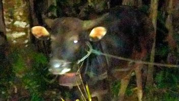 الأبقار في جيمبرانا بالي أصحاب الهياج حتى الموت بعد التزاوج