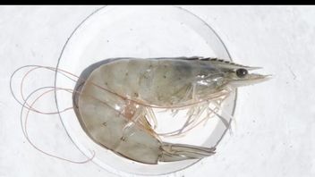 How To Cultivat Vaname Shrimp In Homes Using Polls