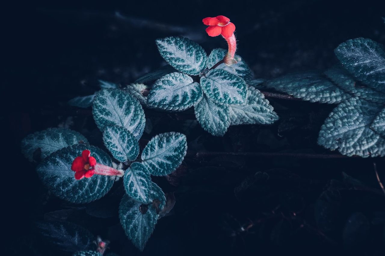 エピシアの花、小さくて美しい吊り下げ観賞植物を世話する7つの方法