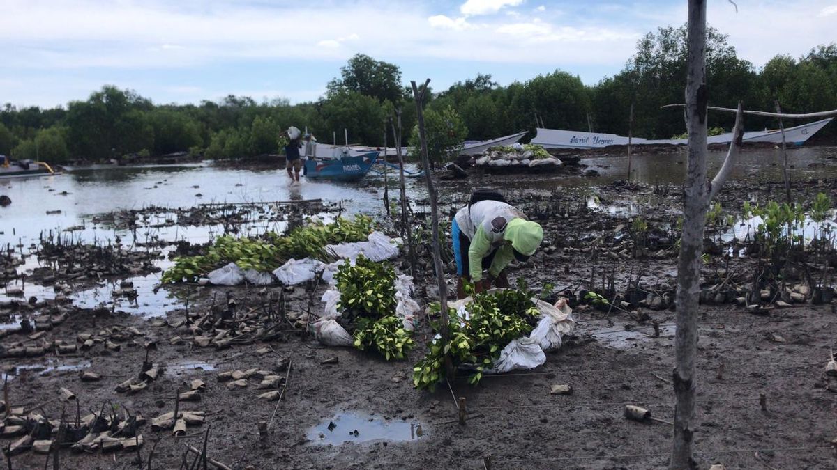 Joe Biden Predicts Jakarta Sinking In 10 Years, Can Mangroves Be Prevented?
