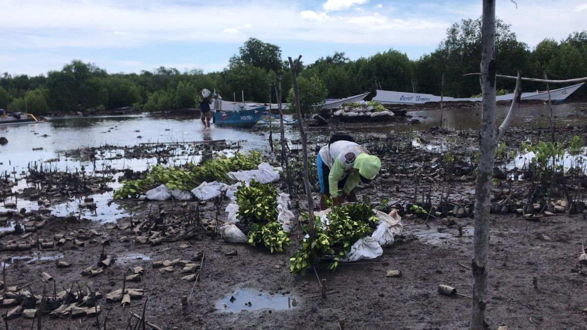 Joe Biden Prediksi Jakarta Tenggelam 10 Tahun Lagi, Bisakah Dicegah dengan Mangrove?