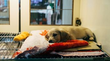 Owners Affected By Immigration Raids, Los Angeles Authority Accommodates Pets