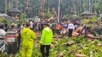 Pohon Tumbang di Pura Bukit Sari Abiansemal Badung Tewaskan Pemandu Wisata