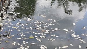 Ribuan Ikan Mati di Gunung Putri, Bupati Bogor Minta DLH Selidiki