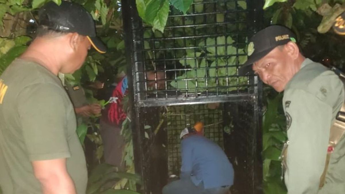 Beruang Berkeliaran di Kebun Warga, BKSDA Sumsel Duga karena Musim Durian