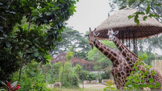 Kawal Konflik Bandung Zoo, Kemnhut souligne que le gouvernement municipal répond aux besoins des animaux