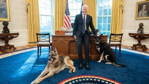Gigit Anggota Keamanan Gedung Putih, Anjing German Shepherd milik Presiden Joe Biden Dipulangkan