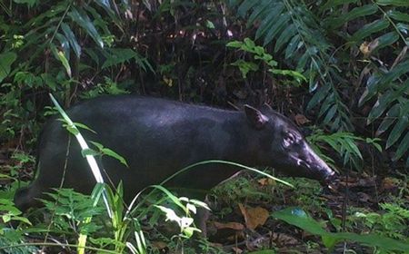 Wujud Babirusa yang Dianggap Mitos Terekam di Pulau Buru Maluku