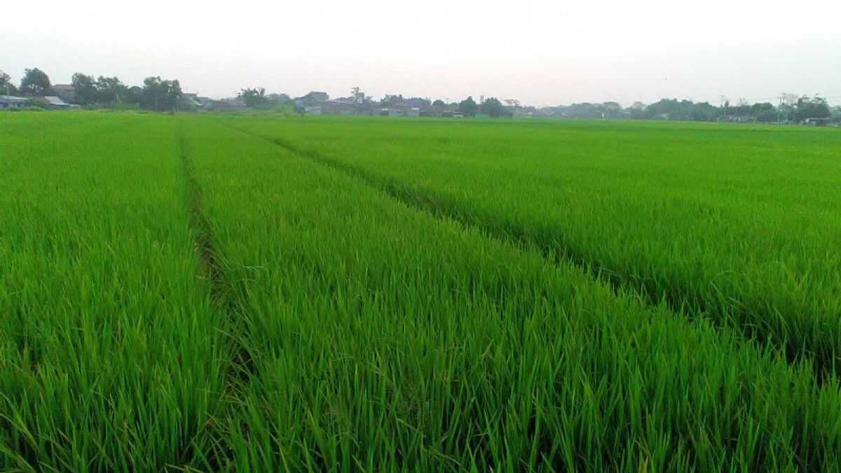 Sebanyak 80 Persen Sawah di RI Masih Tergantung Curah Hujan meski 61 Bendungan Sudah Terbangun