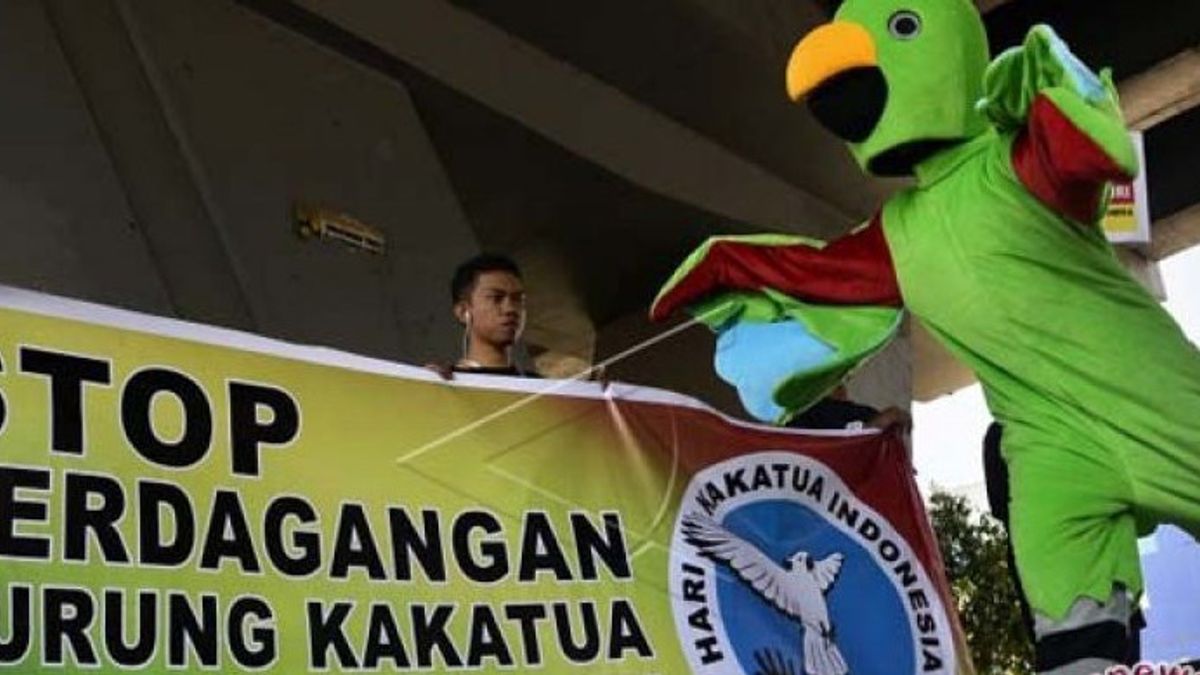 Arrested By Maluku Regional Police, Mama WA Admits To Buying Parrots For Only Rp. 50 Thousand And Selling For Rp. 200 Thousand