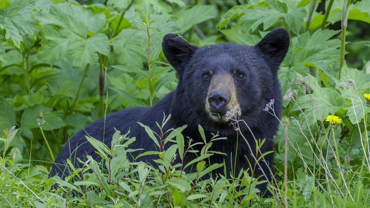 再会中に黒いクマのミートサテを食べる、ワームパラシットのために病院に急いで運ばれた一つの家族