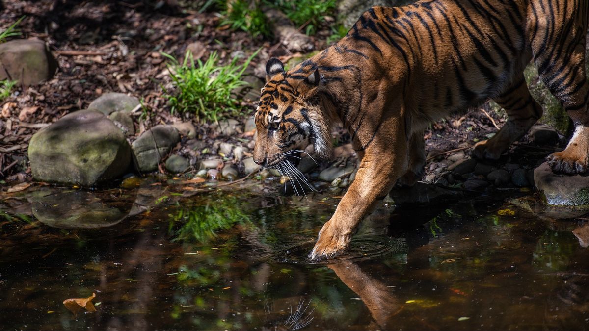 Un Tigre Entre Dans La Colonie Des Résidents Du District De Danau Kembar