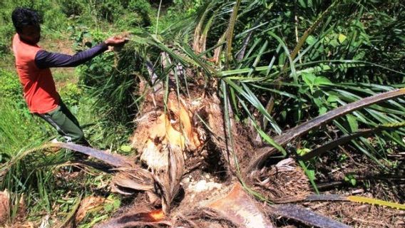 Gajah Menyakik Dan Rusak Kebun Kelapa Sawit Di Aceh Barat