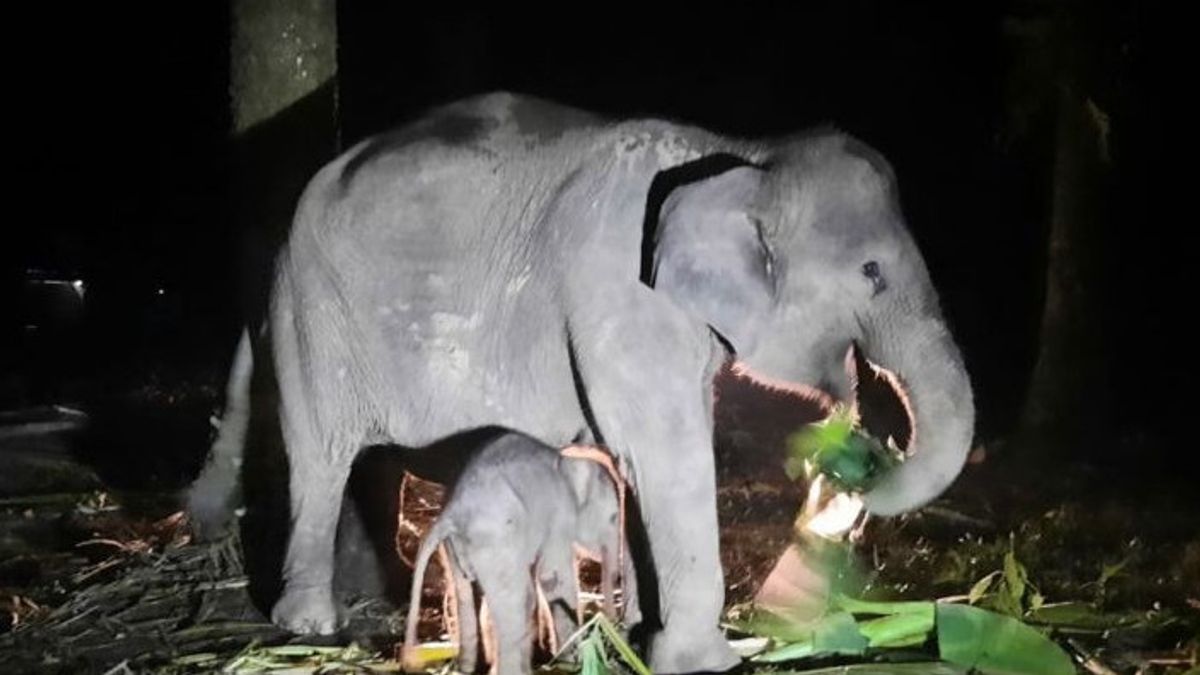 Elephant Children Born In Riau Conservation Center, Weight 75 Kg