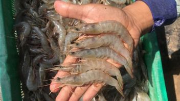 KKP Calls Indonesia's Shrimp Exports To The US Declining Nearly 16 Percent, Here's Why