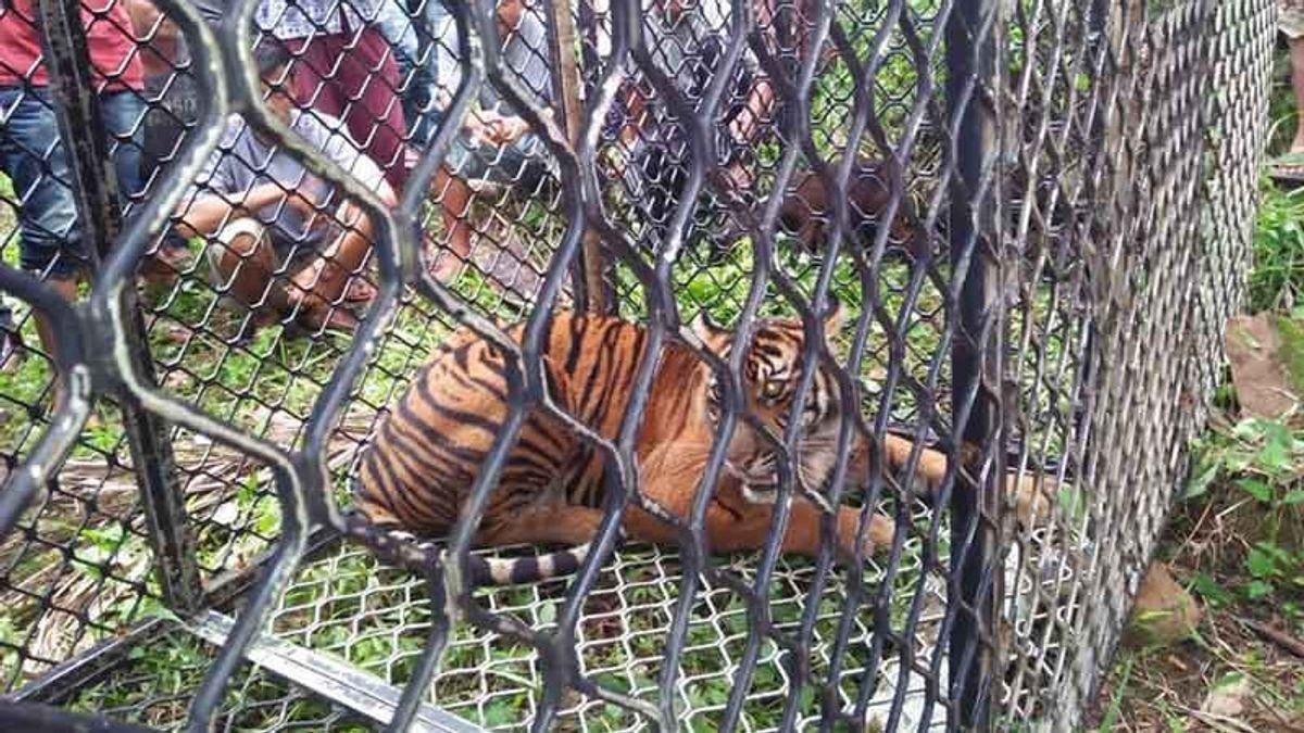 3 Harimau Terpantau di Perkebunan di Aceh, Masyarakat Lakukan Penghalauan dengan Datangkan Pawang dan Pasang Jebakan