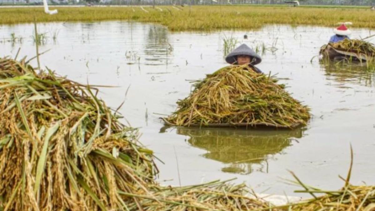 آلاف الهكتارات من حقول الأرز في جاوة الوسطى مهددة بفشل المحاصيل بسبب الفيضانات