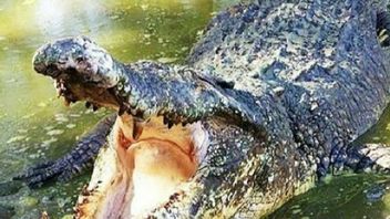 BBKSDA北苏门答腊蒂蒂普坎20条河口鳄鱼最多3条绿色桑卡保护区野生动物