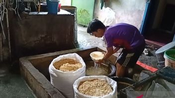 The Price Of Imported Soybeans In South Sumatra's OKU Rises Sharply, Entrepreneurs Are Forced To Turn Their Brains Down To Reduce The Size Of Tempe