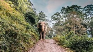 Sempat Sakit Gigi, Gajah Betina di Semarang Zoo Mati