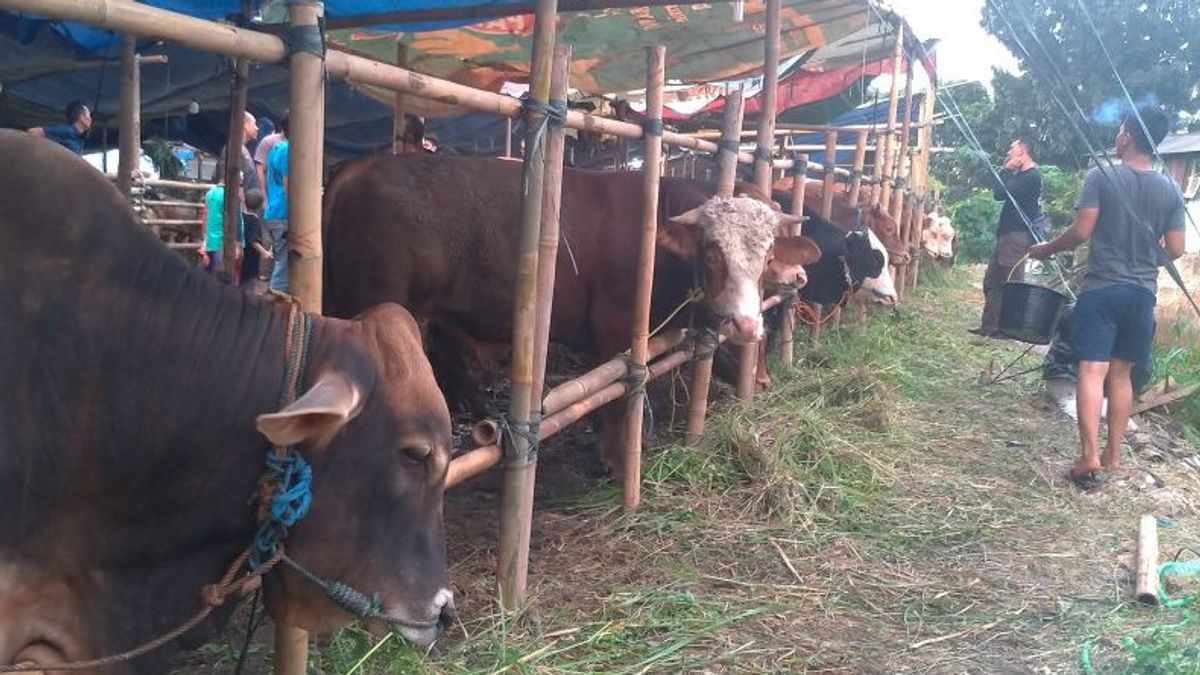 Hundreds Of Sacrificial Animals In South Jakarta Contain Tapeworms