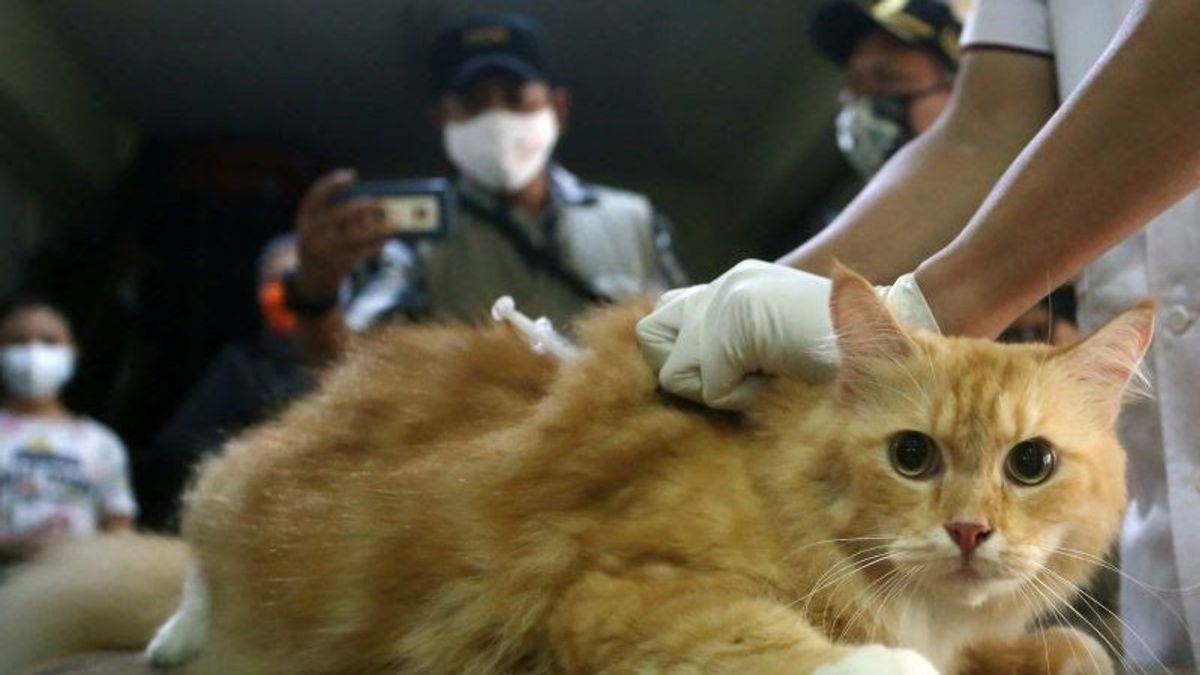Pengumuman untuk Para Pecinta Kucing! Mulai Besok, Sudin KPKP dan Persatuan Dokter Hewan Gelar Layanan Sterilisasi Cegah Rabies