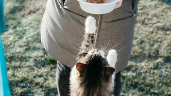 Wet Food Vs Dry Food, Mana yang Lebih Sehat untuk Anabul?