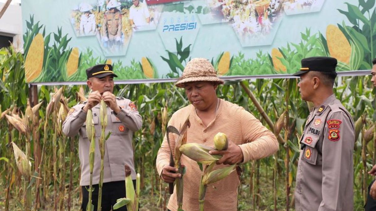 Polda Bali Panen Raya Jagung Dukung Swasembada Pangan