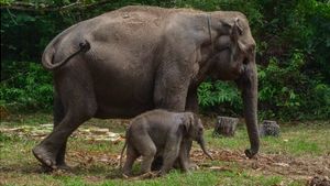 KTP untuk Gajah Jadi Simbol Pelestarian Satwa dan Lingkungan Hidup di Riau