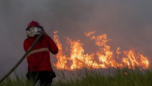 Polisi Proses Hukum 9 Pelaku Karhutla Riau, Luas Lahan Terbakar 130,5 Hektare