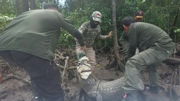    南科纳威居民捕获的4条鳄鱼，其中2条死亡