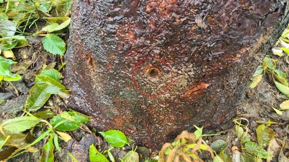 54 Trees Are Mysteriously Hollowed, South Korean Police Conduct Investigations
