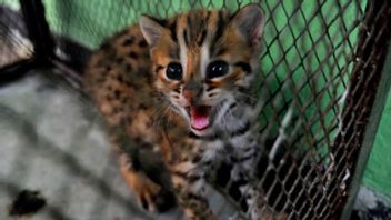 希少動物取引事件でシアミスから森林猫を供給するために狩警察